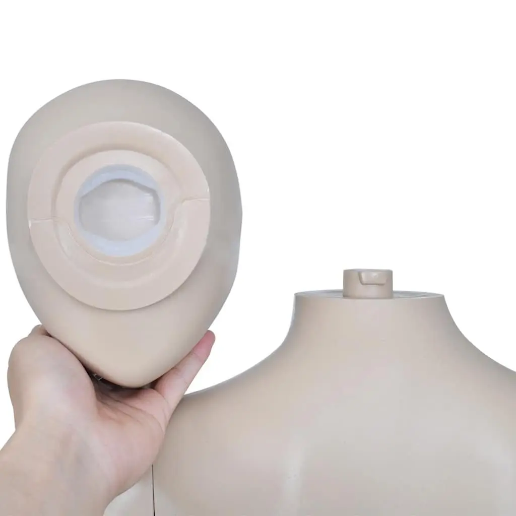 Female Display Mannequin Torso 6 Piece Beige with Glass Base Stand