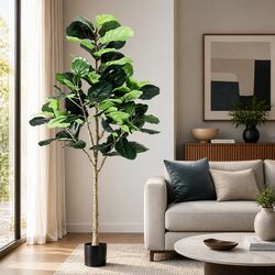 Reliable and Affordable 180cm Fiddle Tree for Your Home